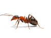 Ant Removal San Diego