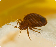 Bed Bug Control - Get Rid of Bed Bugs Pest Control San Diego - Pest Control Services DandSTermite.com