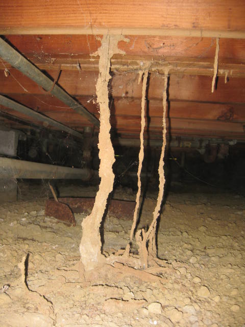 Sub Termites
