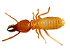 Best Termite Removal Company in San Diego
