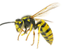 Wasps Removal in San Diego