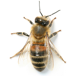 Bee Pest Control