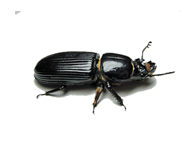 beetle285