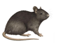Rat Removal San Diego
