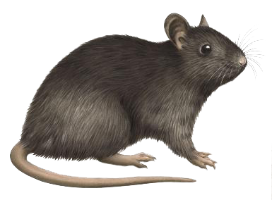 rat