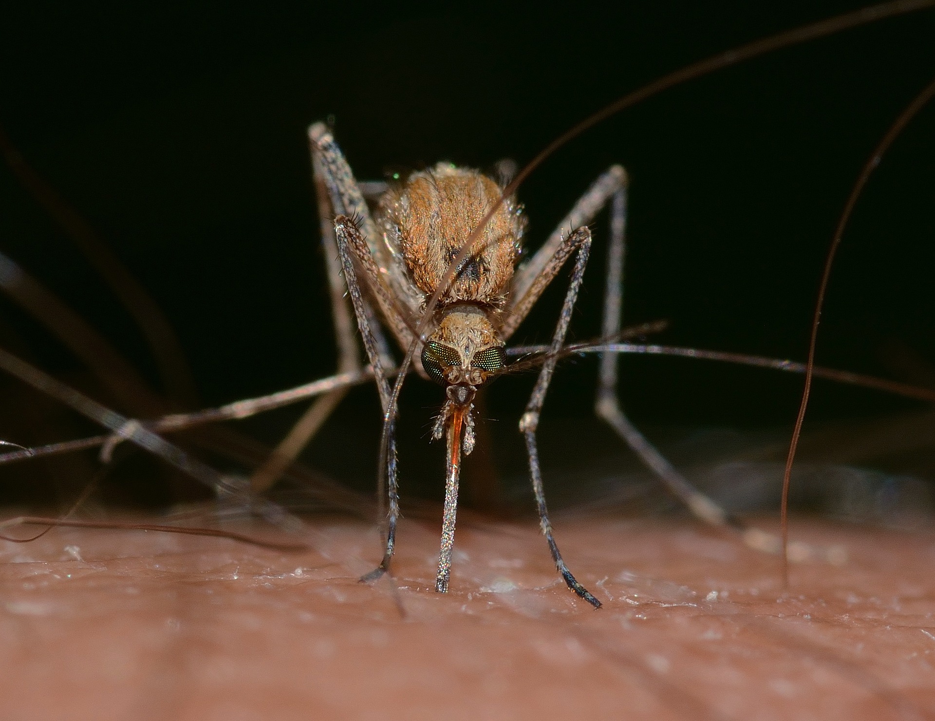 Mosquito Removal San Diego, La Mesa, Spring Valley, El Cajon - DandSTermite.com.